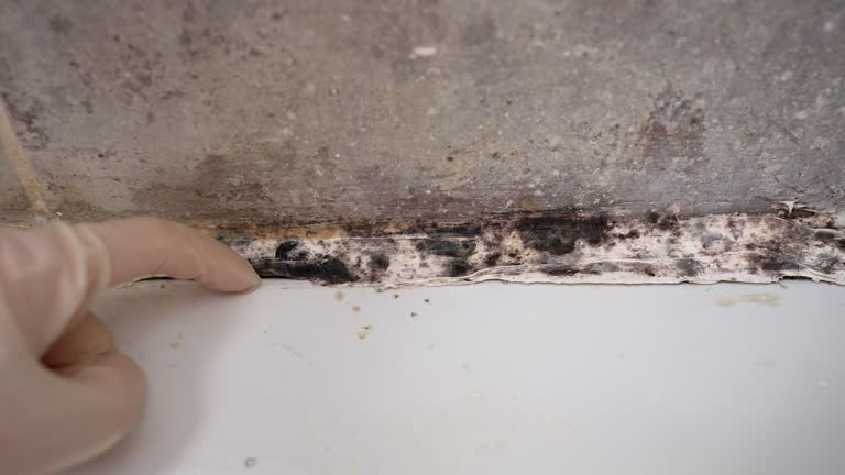 Best Emergency Mold Remediation  in Metter, GA